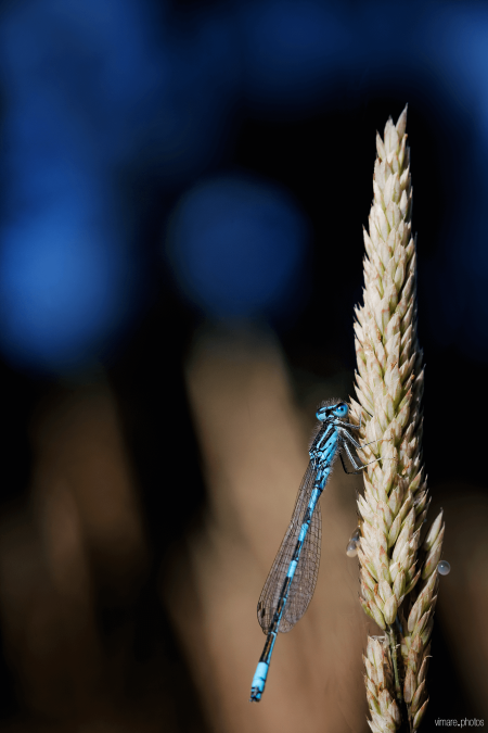 agrion