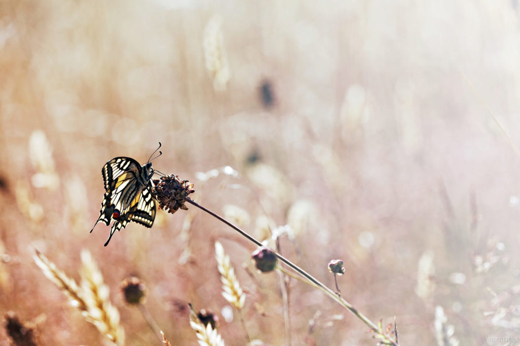 machaon