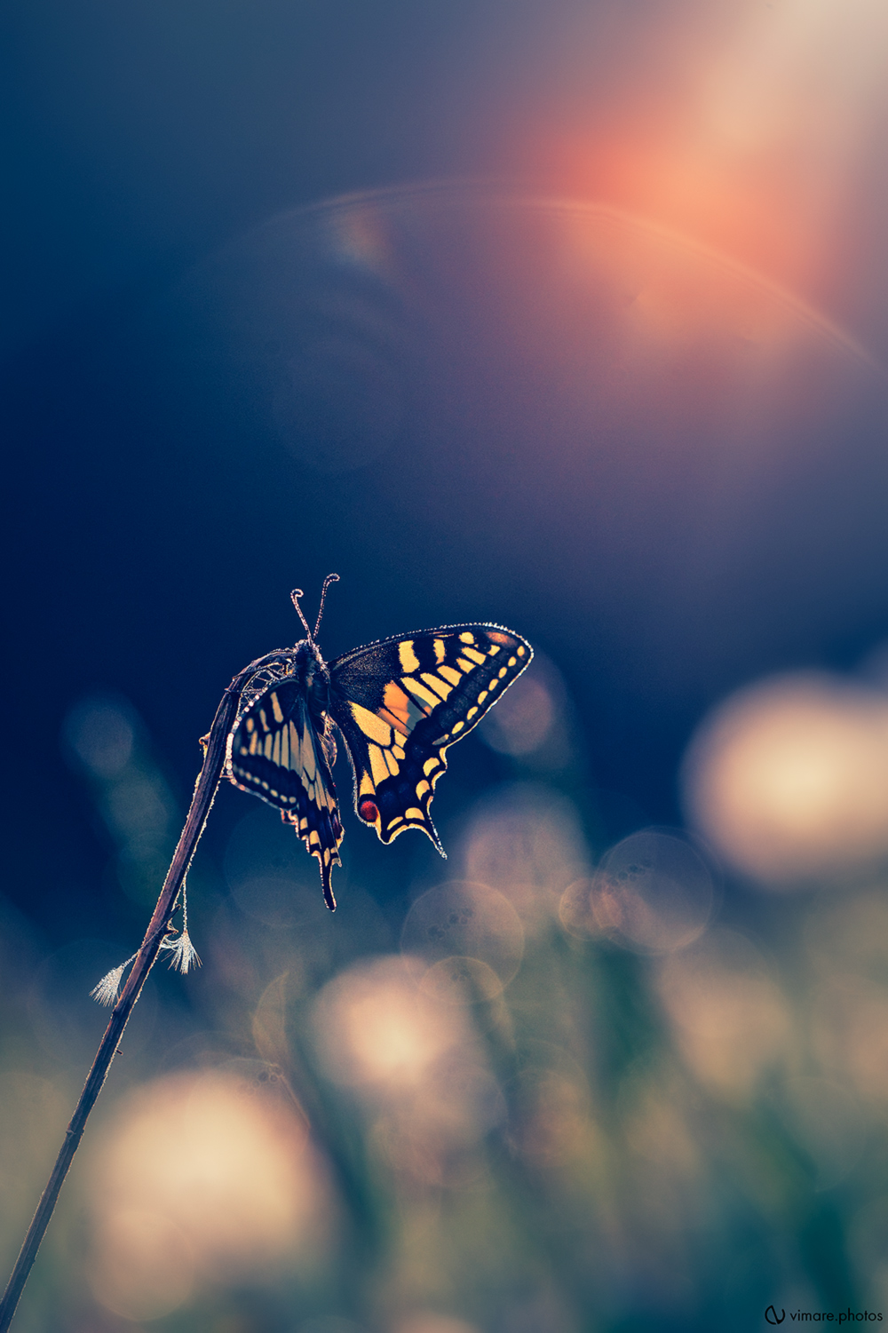 machaon