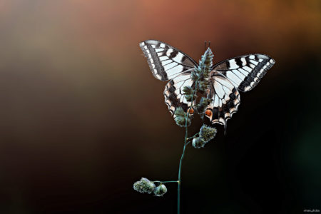 machaon