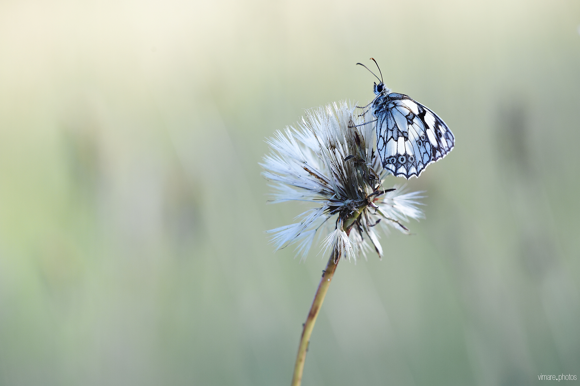 machaon