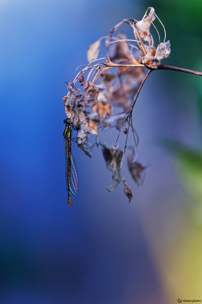 agrion