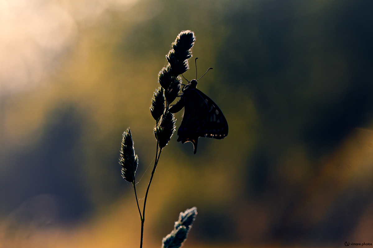 machaon