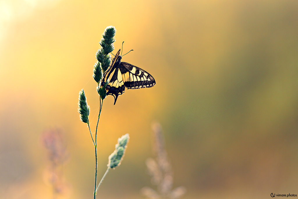 machaon