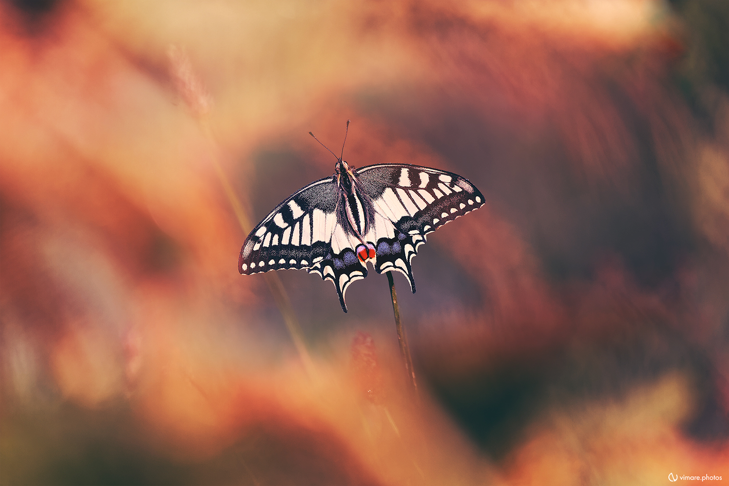 machaon