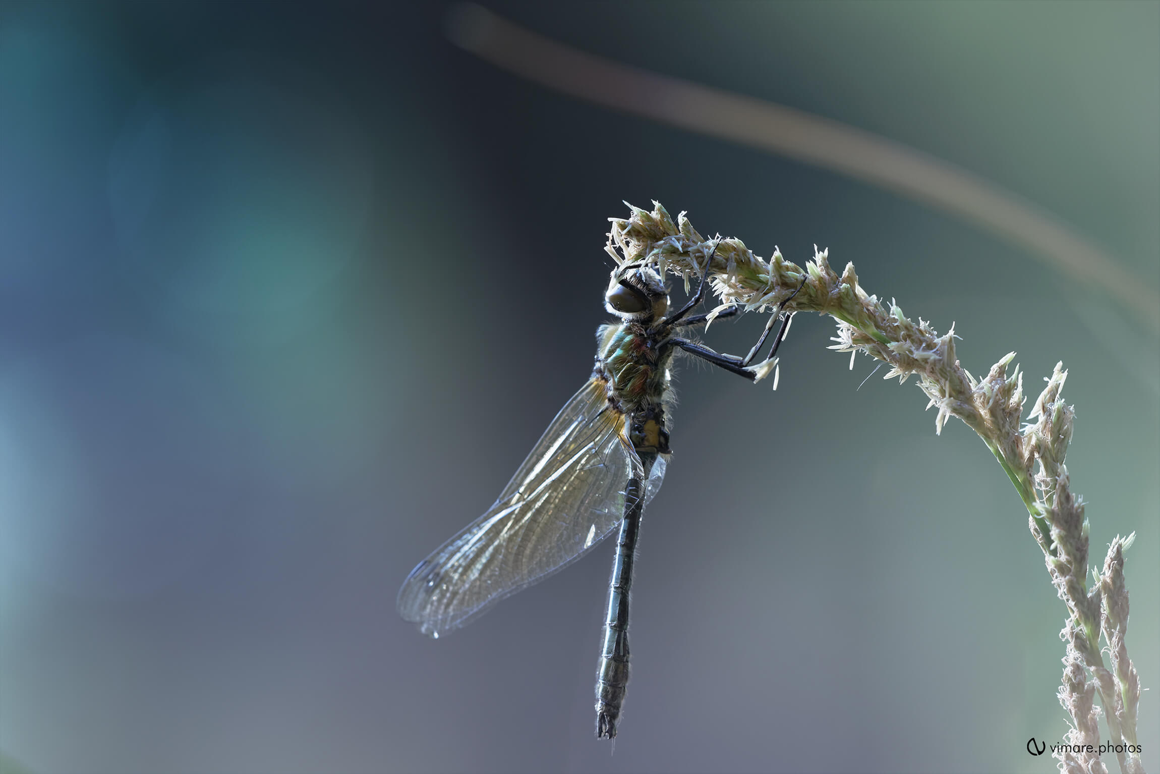 odonata